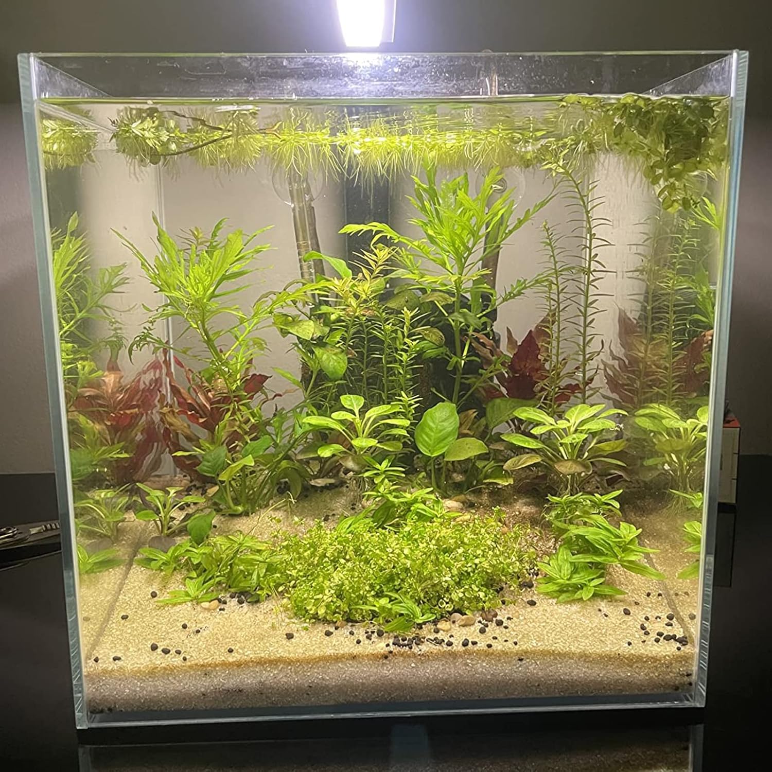 U字型流入パイプガラス水生流入パイプセット 水槽植えタンクアクアスケーピングフィルター17mm 16/22mm(5/8インチID)チ