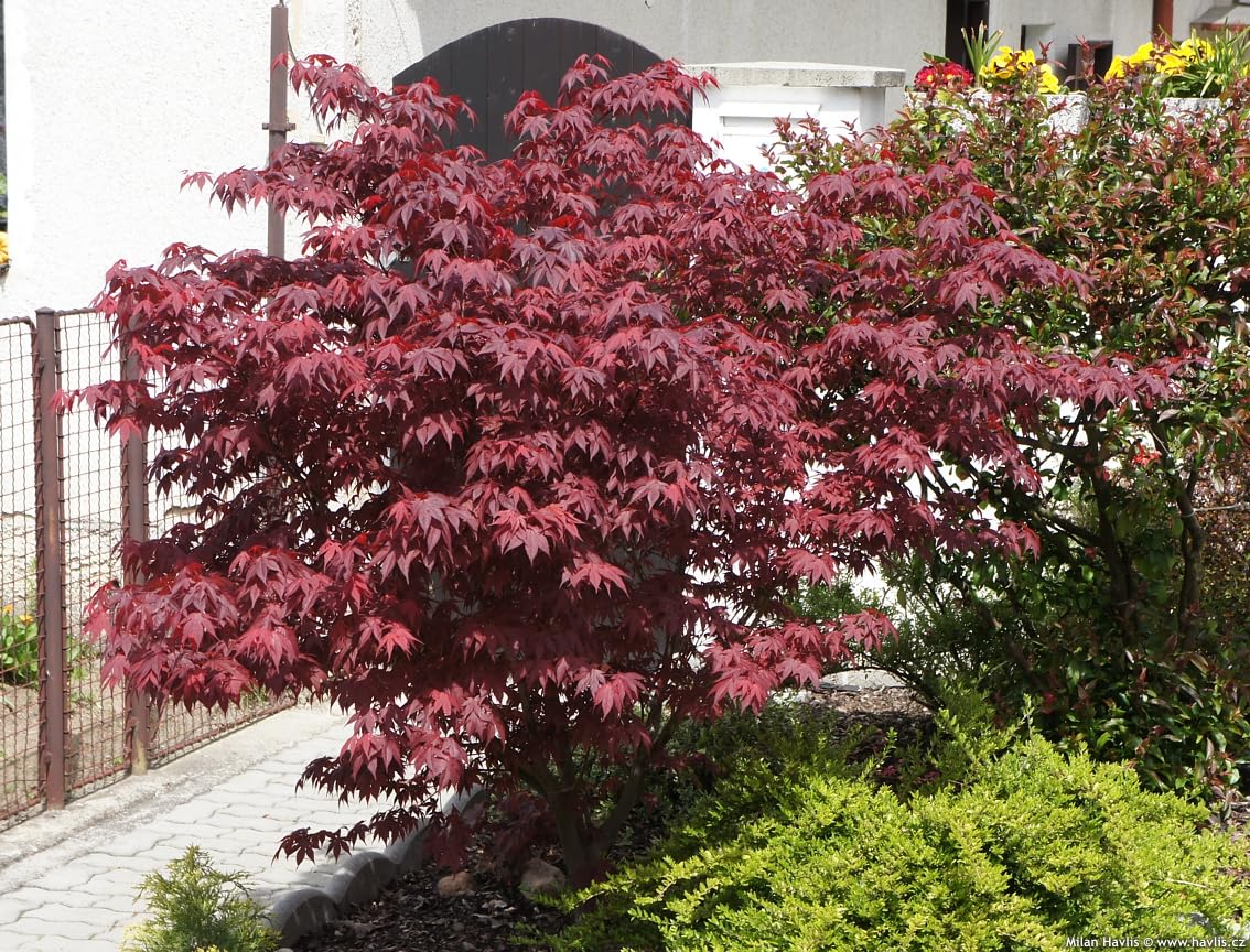 Acero rosso giapponese Acer palmatum Fireglow FG1 pianta in mastello ø40 cm h. 120/140 cm