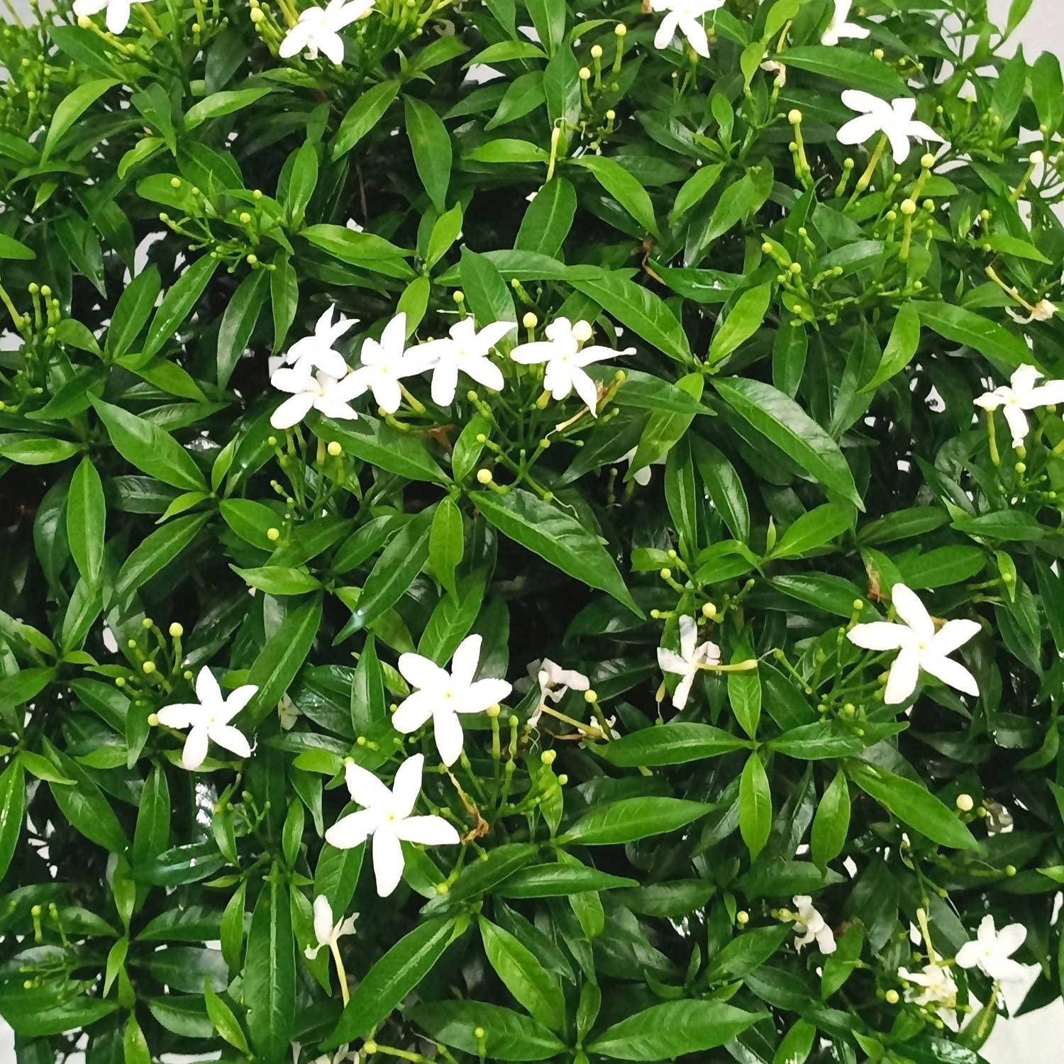 Aiden Gardens Dwarf Plant Crape Jasmine Chinese Mini Flower Ornamental For Balcony Garden Plant 1 Healthy Live Plants (B0966ZHH5C) Amazon Price History, Amazon Price Tracker