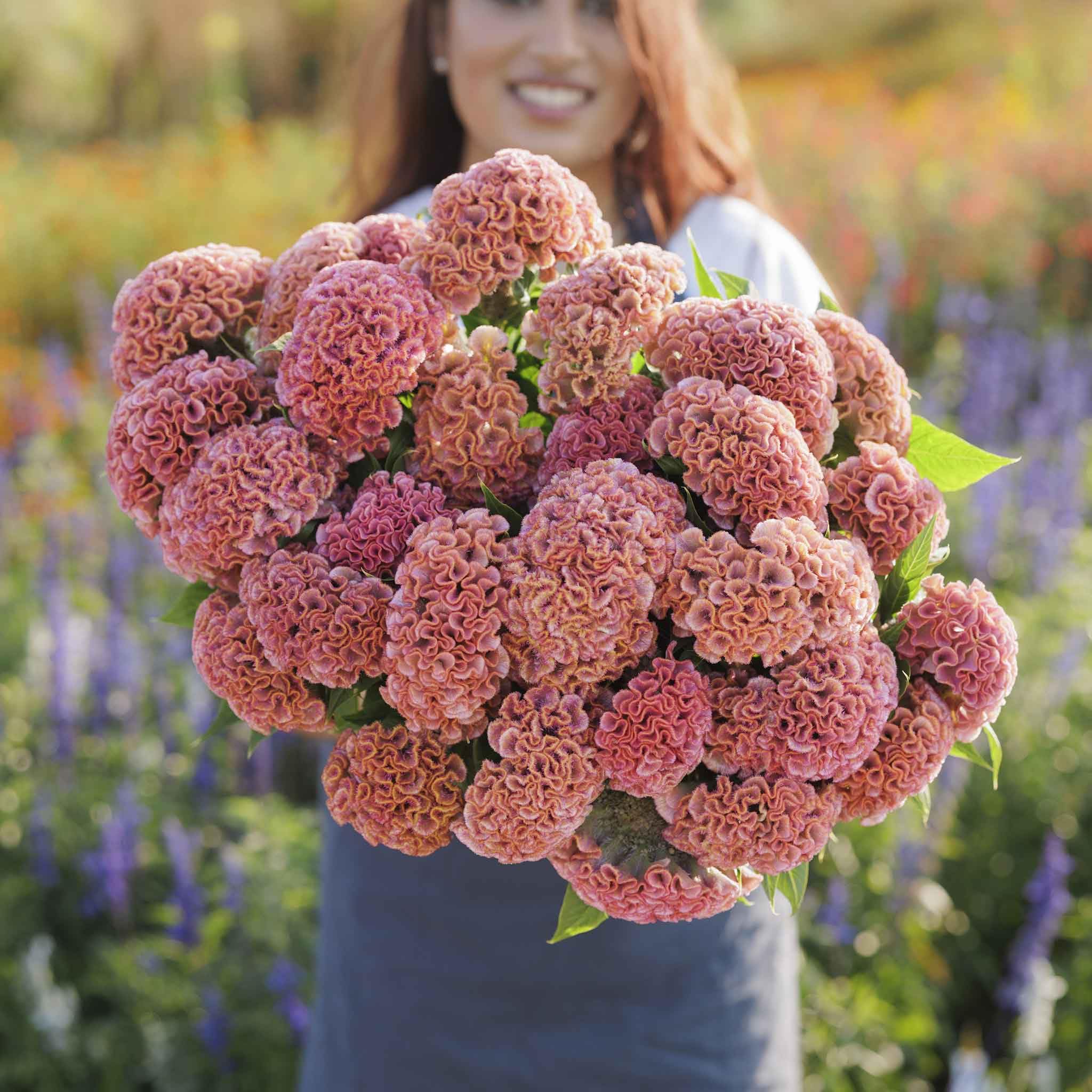 Amazon.com : Eden Brothers Celosia Seeds - Act Pink : Patio, Lawn
