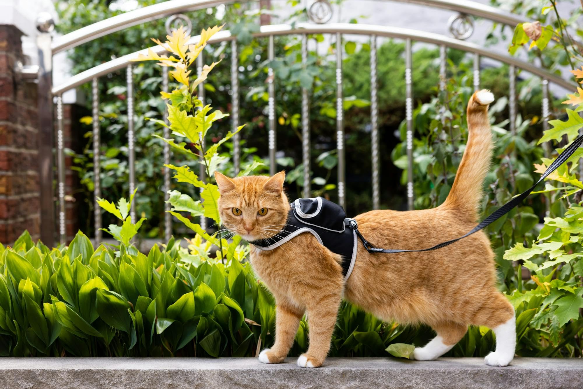 TRAVEL CAT Pet Harness