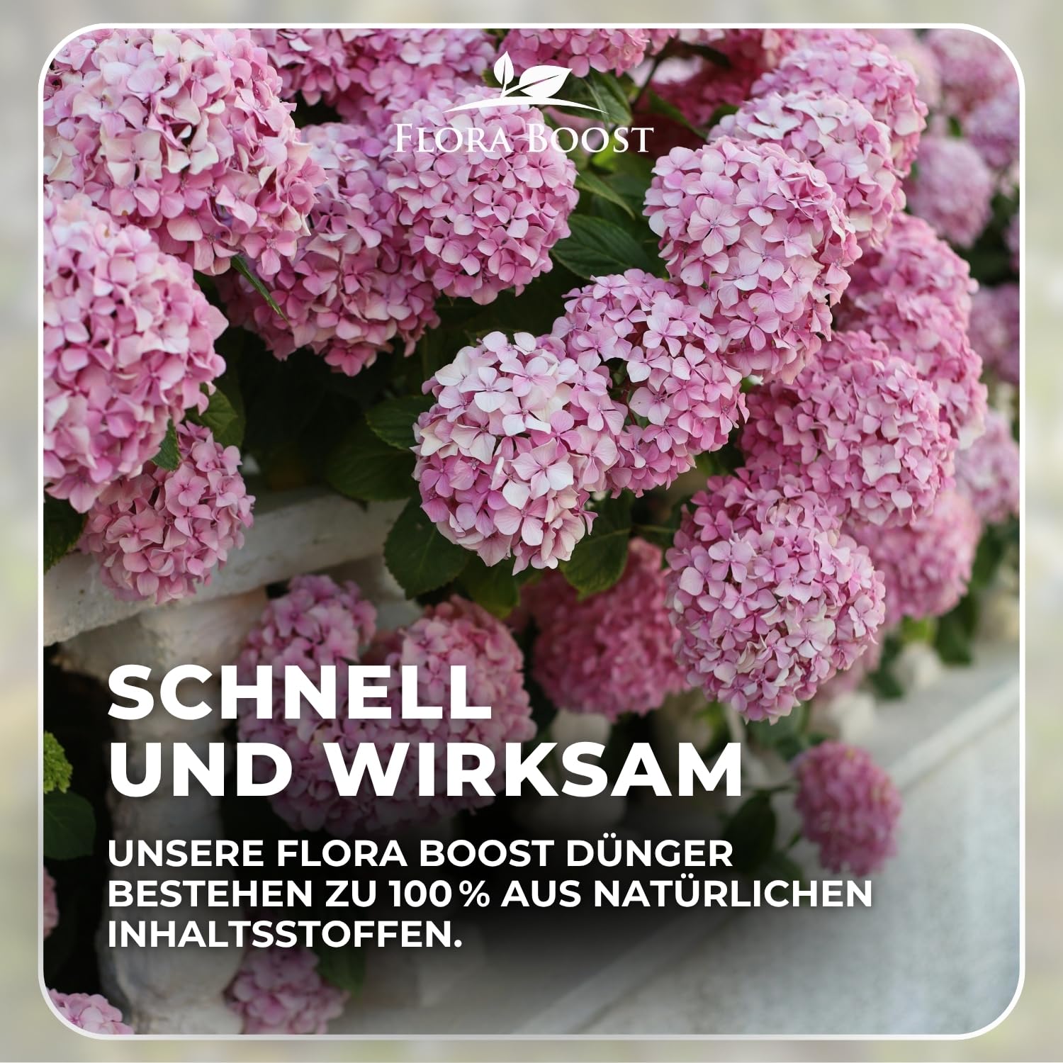 Flora Boost PRO Hortensien Dünger 5 kg I Langzeitdünger NPK 8-5-5 für Bauern-, Rispen- & Tellerhortensien I Granulat für üppige Blüten, kräftiges Wachstum & gesunde Pflanzen