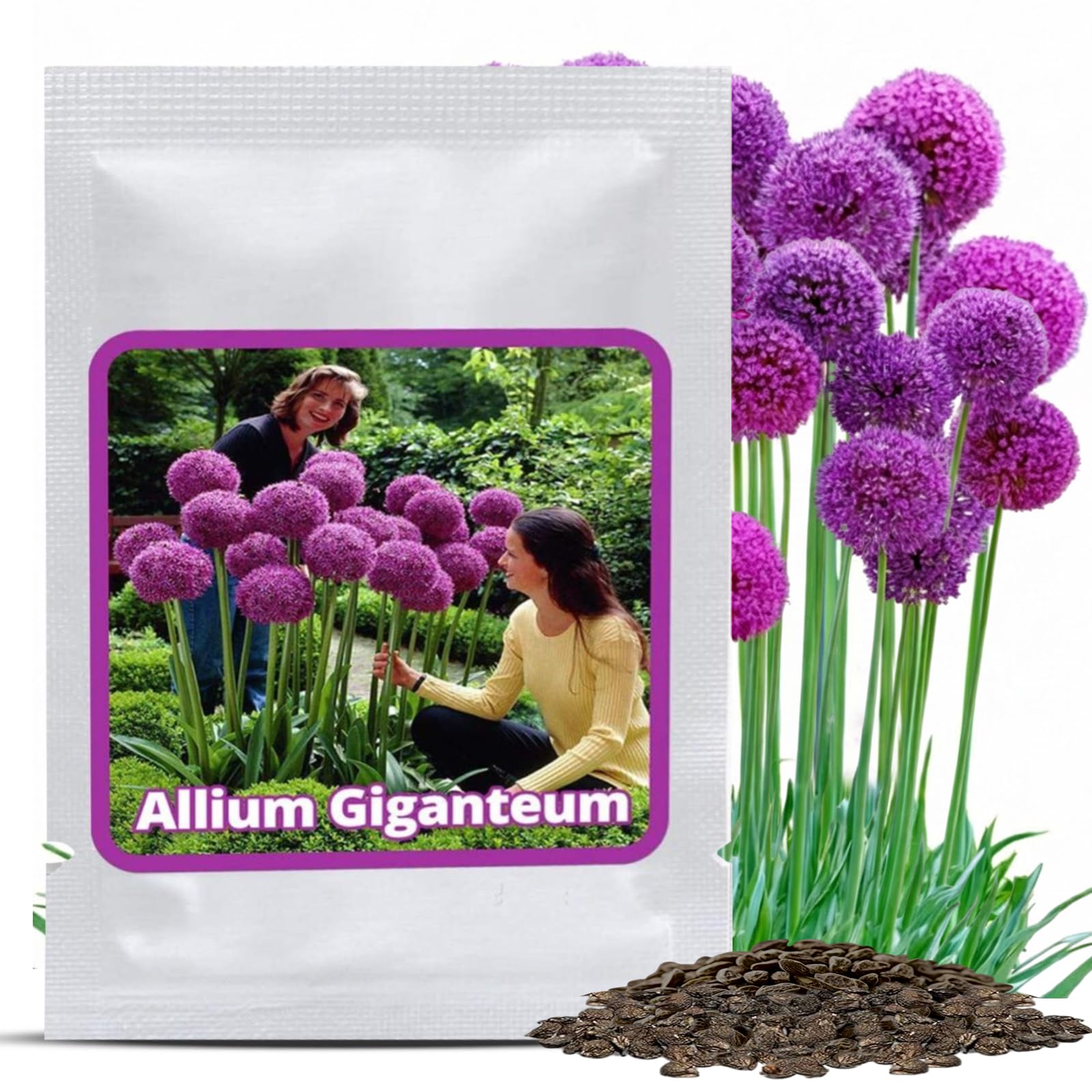 Magic of Nature Semillas de Allium Gigante (30 uds) Allium giganteum, Resistente y Perenne - Flores Violetas hasta 150cm para tu Jardín