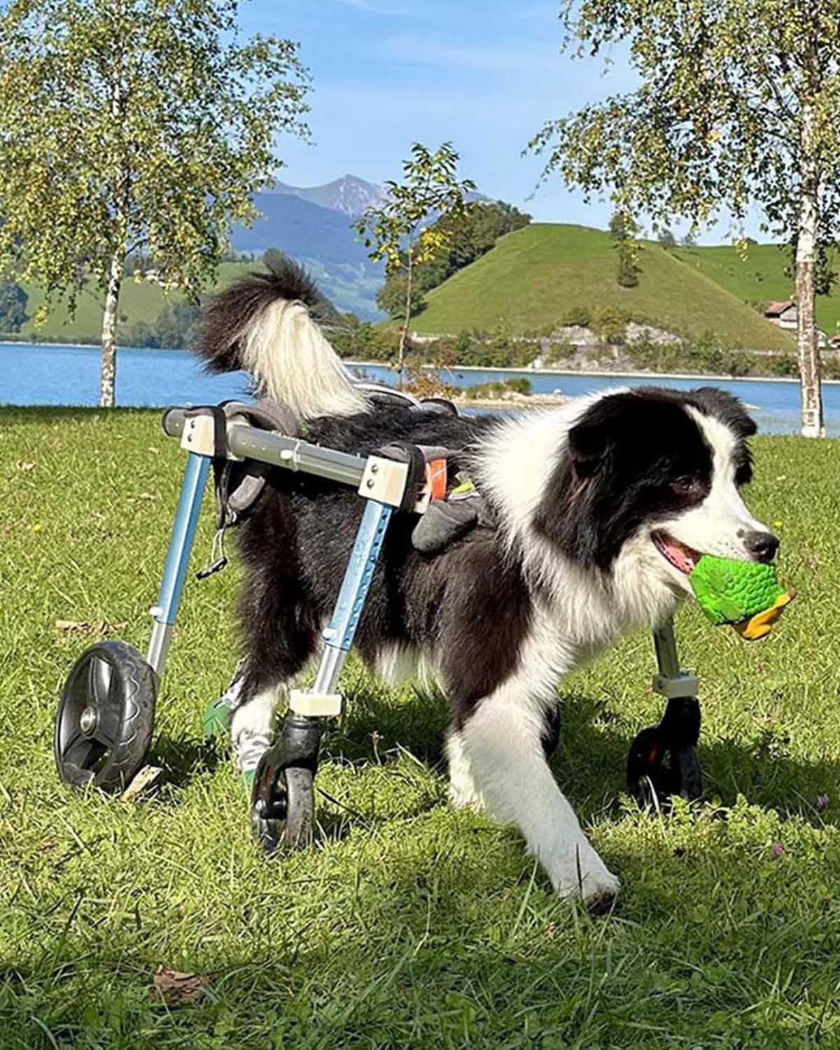 ZIMGOD Full Support Dog Wheelchair 4 Wheels, Blue Dog Cart for Front Legs & Back Legs, Small Medium Large Pet Mobility Aids, Disabled Doggy Walking Device(XS)