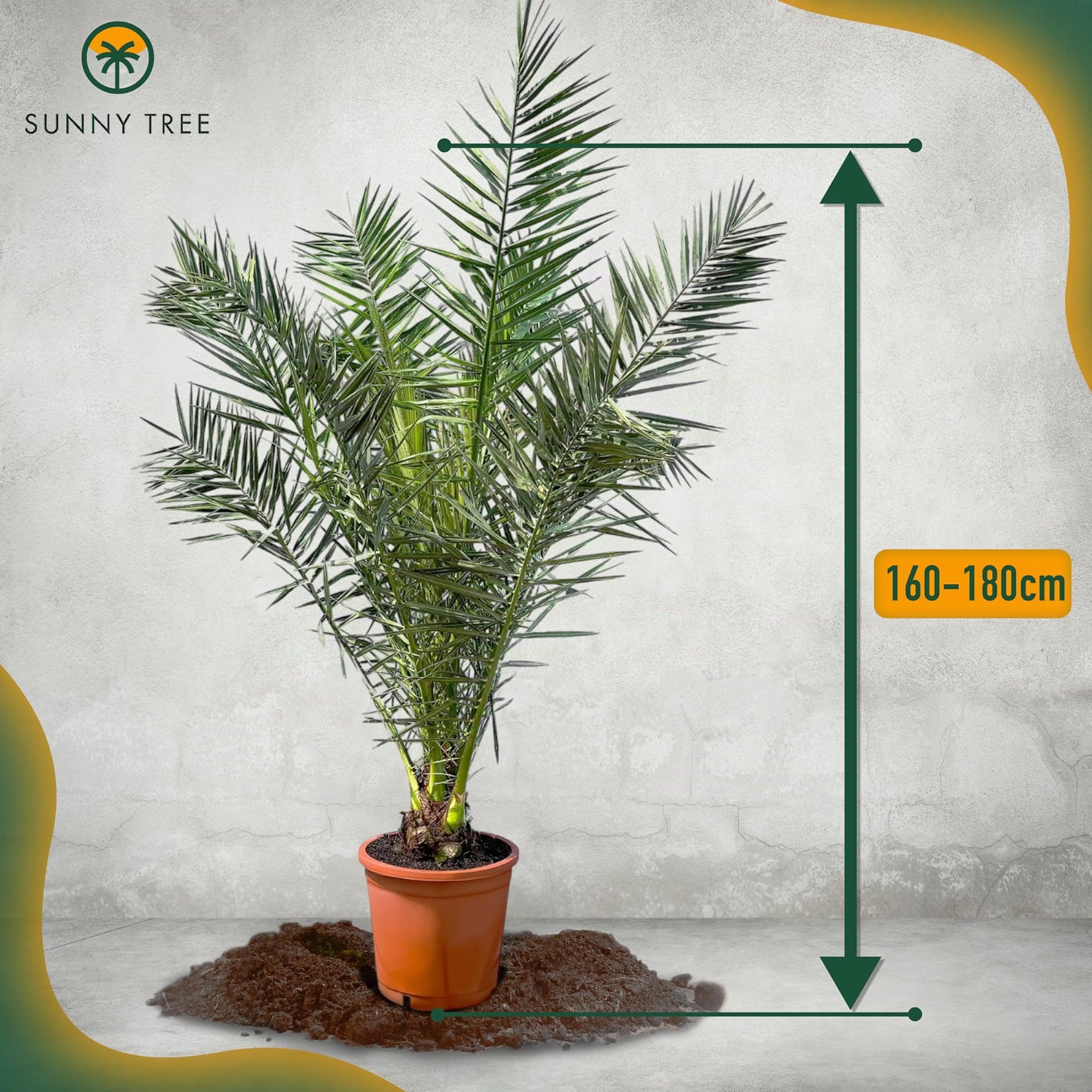 Phöenix Canariensis - Kanarische Dattelpalme 160cm für Innen & Außen - Winterhart & Pflegeleicht