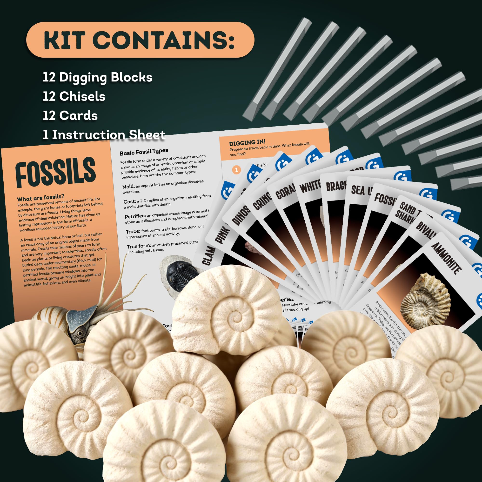 Amazon | XXTOYS 化石発掘キット 化石標本 化石 発掘 キット 天然化石