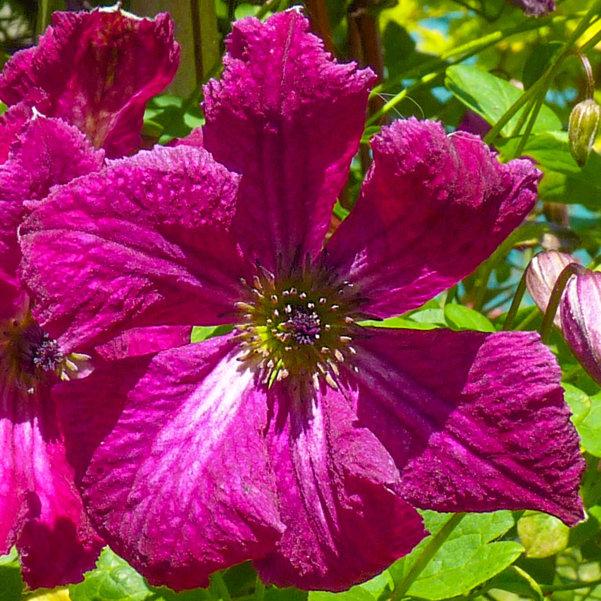 Clematis Rubra Summer Flowering Viticella Climbing Plant | Outdoor Deciduous Perennial Garden Plants | Easy Care Climbers for Garden Border, Obelisk, Trellis, Patio - 2L Pot
