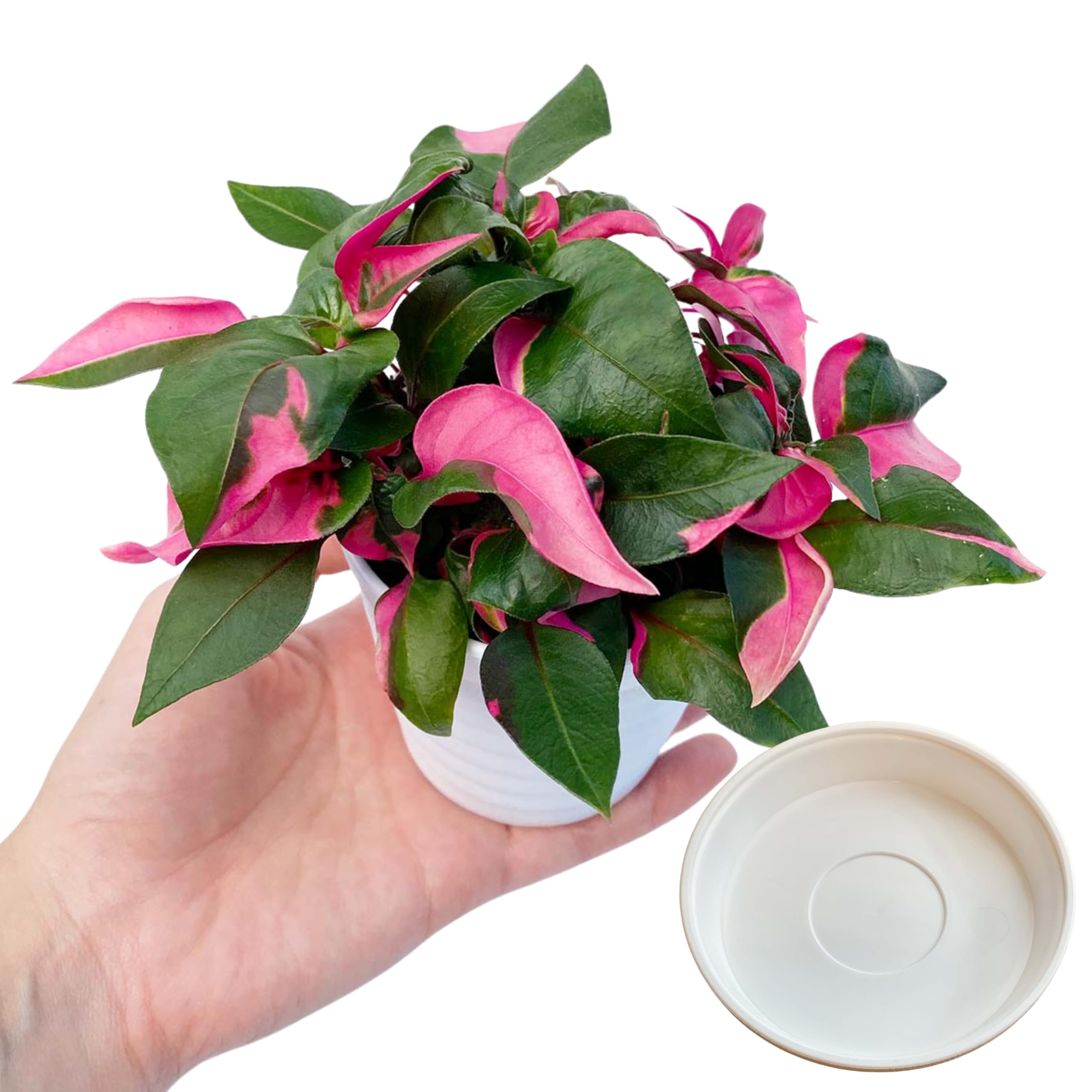 Amazon｜inakougei（イナコウゲイ） 観葉植物 おしゃれ 小さめ ミニ