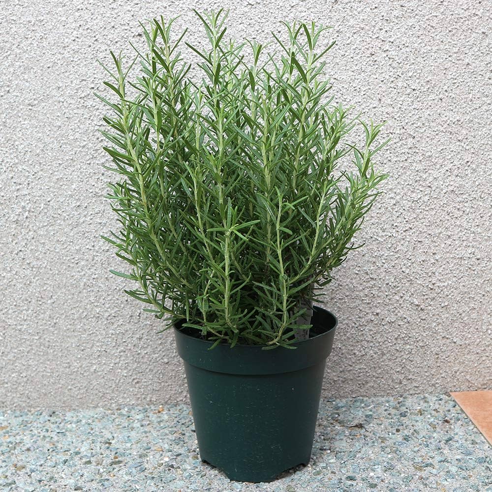 Amazon.co.jp: ITANSE ローズマリー マリンブルーの大苗【品種で