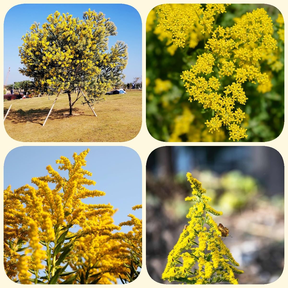 500 pcs Goldrute Samen, Schnittblumen Samen, Zimmerpflanzen Samen (Solidago  virgaurea) Schnittblumen, Exotische Pflanzen Blumen Balkon, Bonsai Samen  Bienenwiese Saatgut Mehrjhrig : Amazon.de: Garten