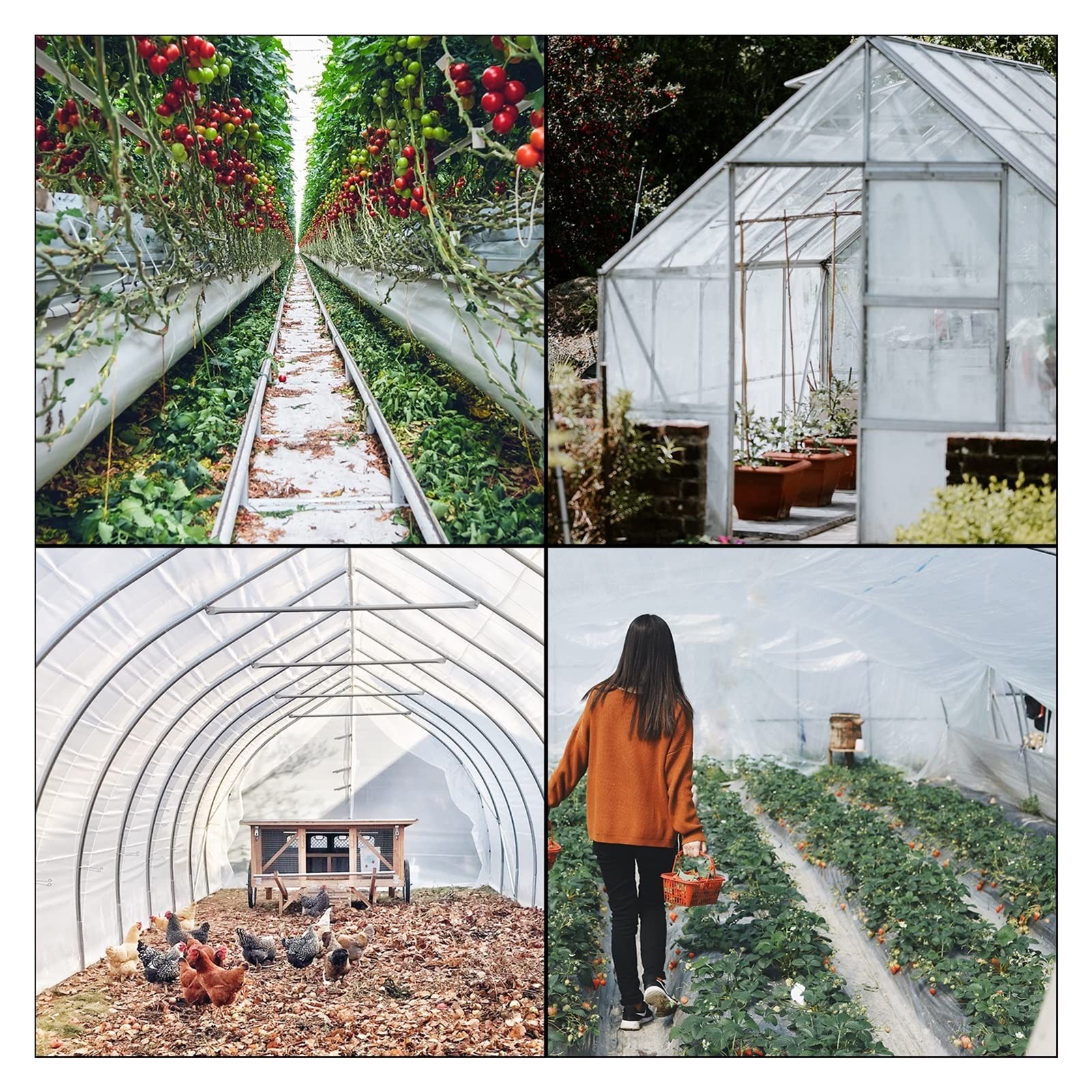 Film de serre agricole Capte ferme en plastique transparent Couverture légumes UV Plantes polyéthylène résistantes Fleurs plantes(8x25FT)