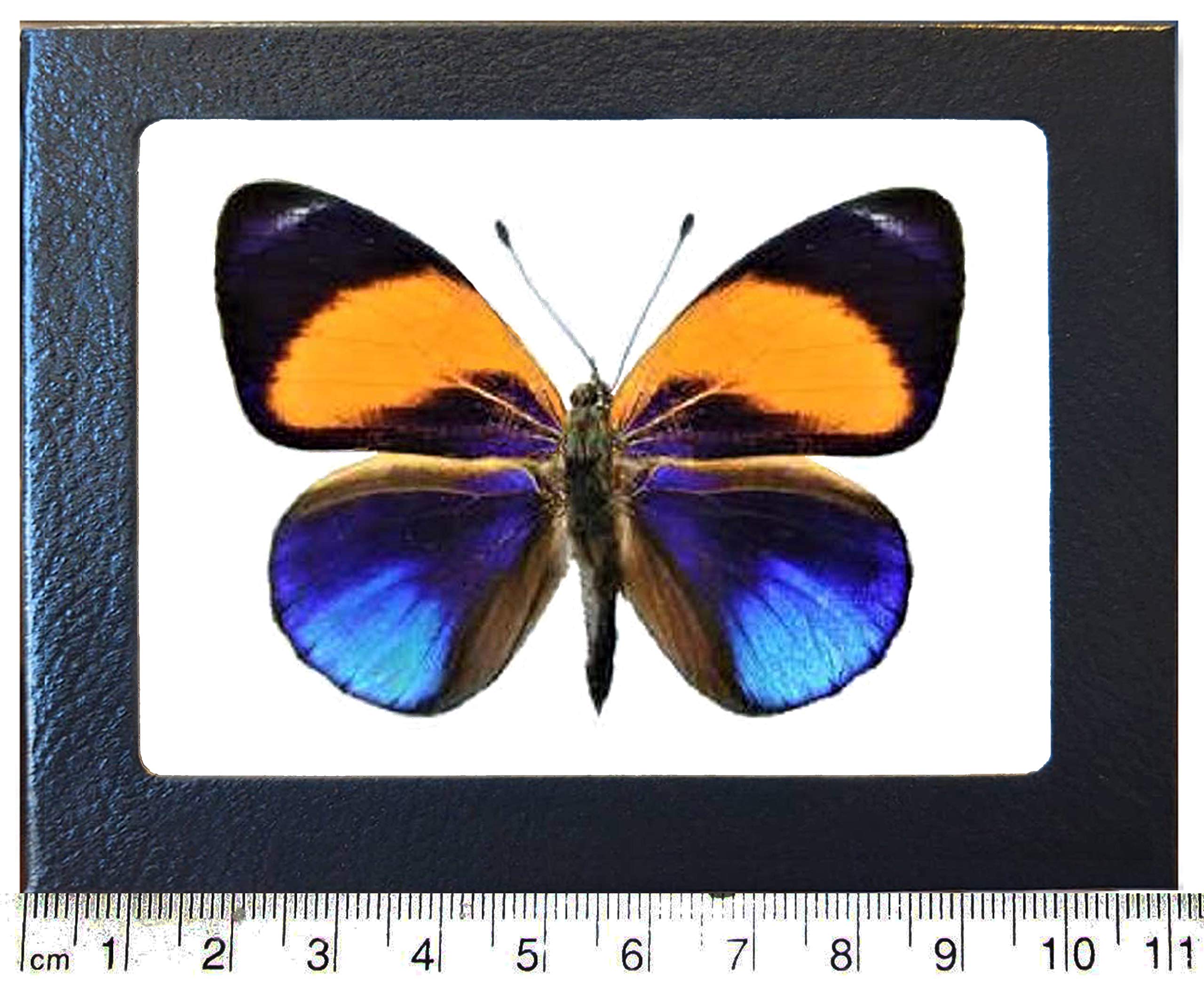 BicBugs Asterope markii davisi Blue Yellow Black Butterfly Peru Framed