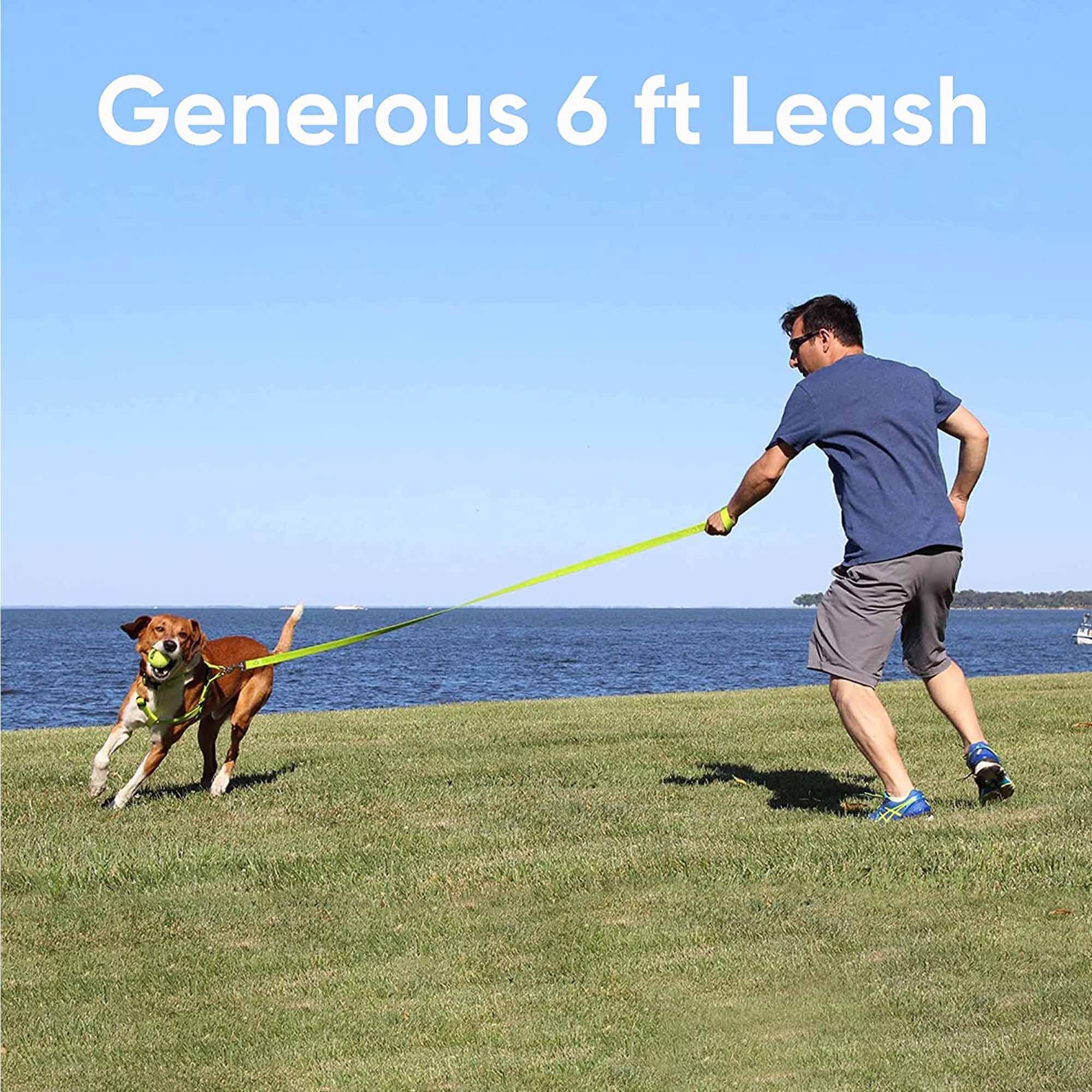 The Pawtitas Solid Orange leash is a lightweight, durable option for tiny breeds.