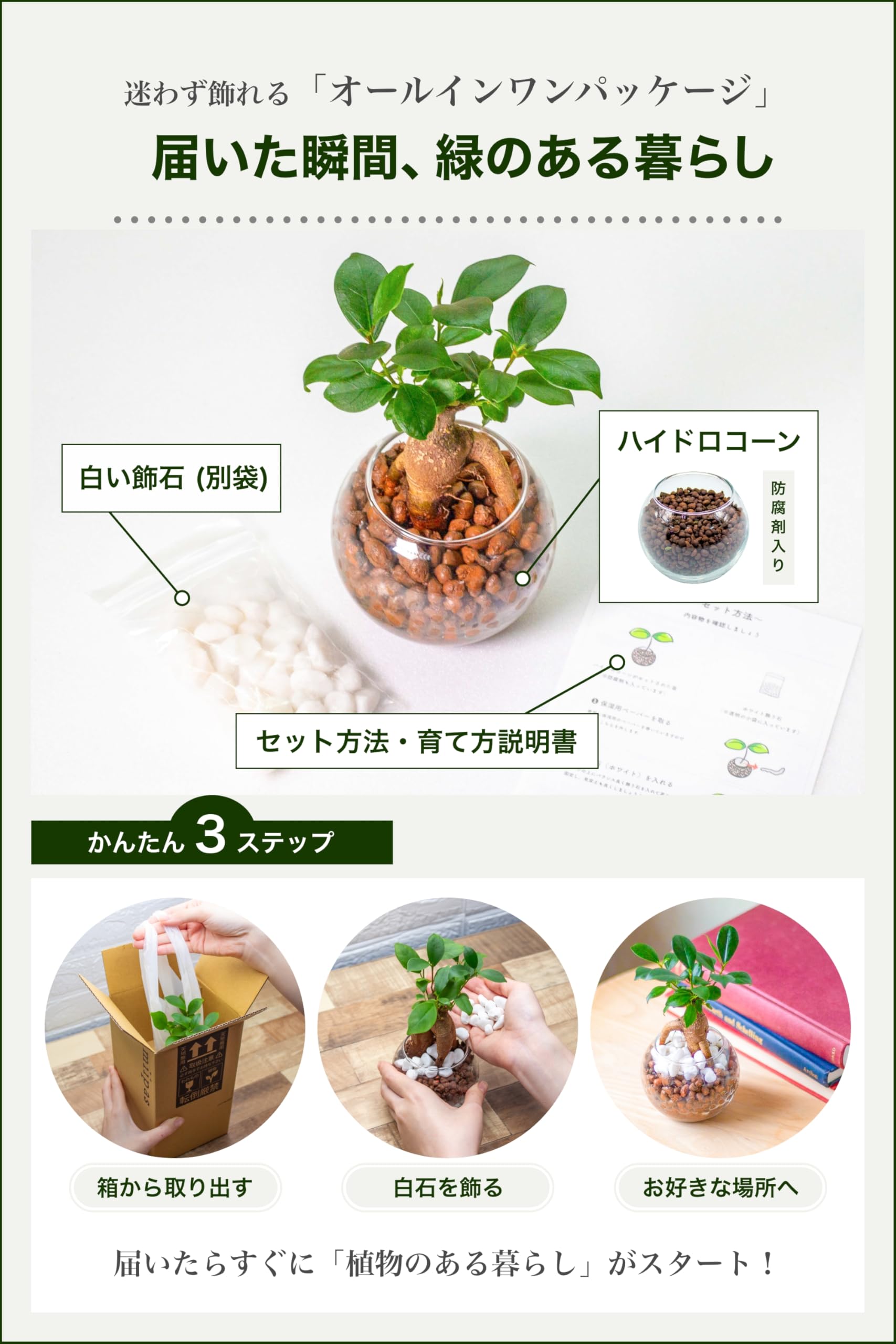 Amazon｜ガジュマル (多幸の木/金のなる木) 観葉植物 【初心者でも簡単