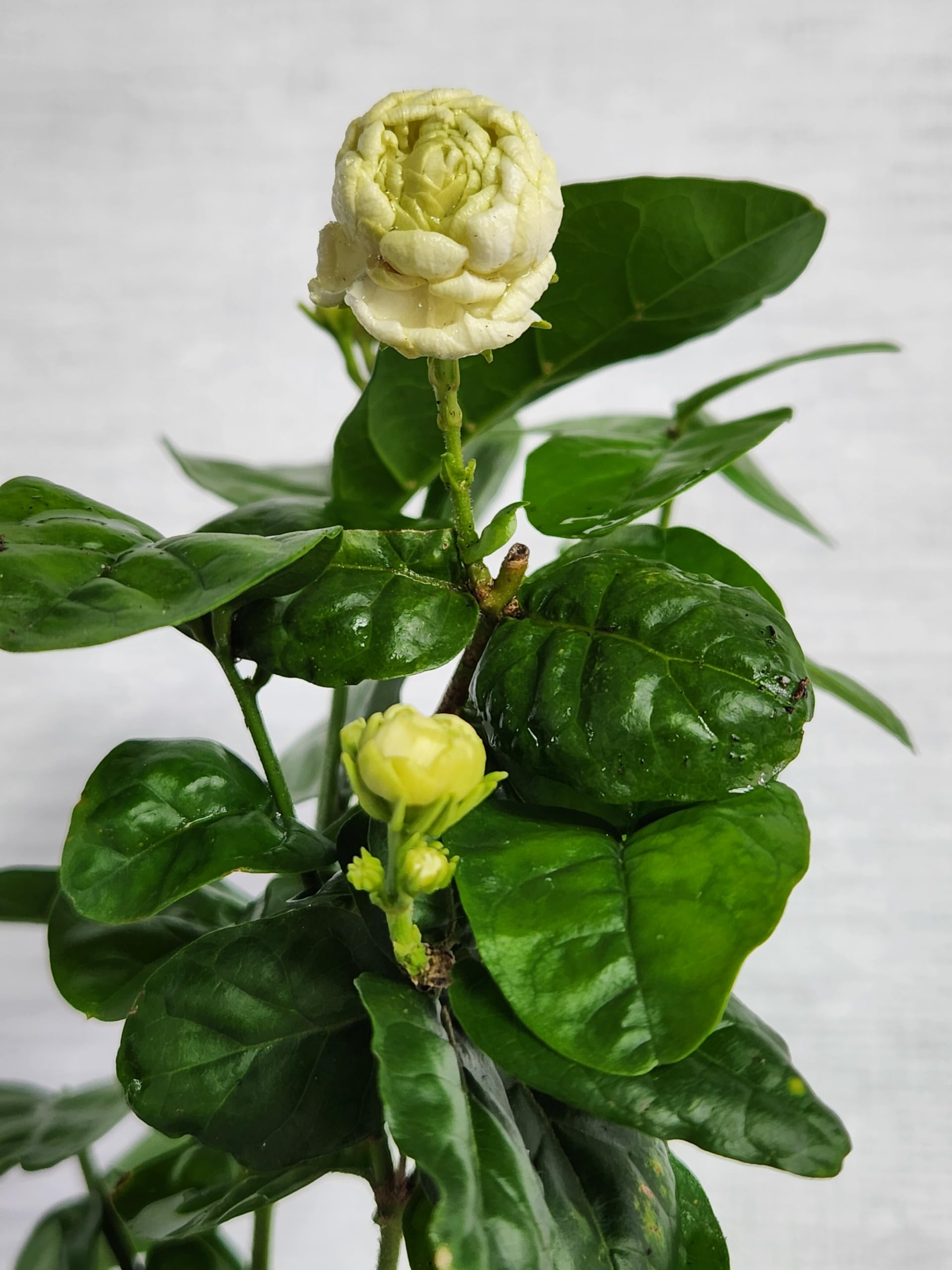 Jasmine Sambac Grand Duke of Tuscany Starter Plant