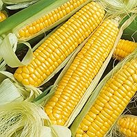 Vista 11 de Eden Brothers Semillas de maíz - Golden Bantam 8 Row