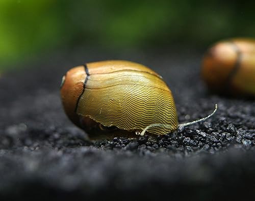 Aquatic Arts 1 caracol de nerito de ojo de tigreoliva Caracoles de acuario nano Seguro en tanques de peces de agua dulce TetraGuppyBetta