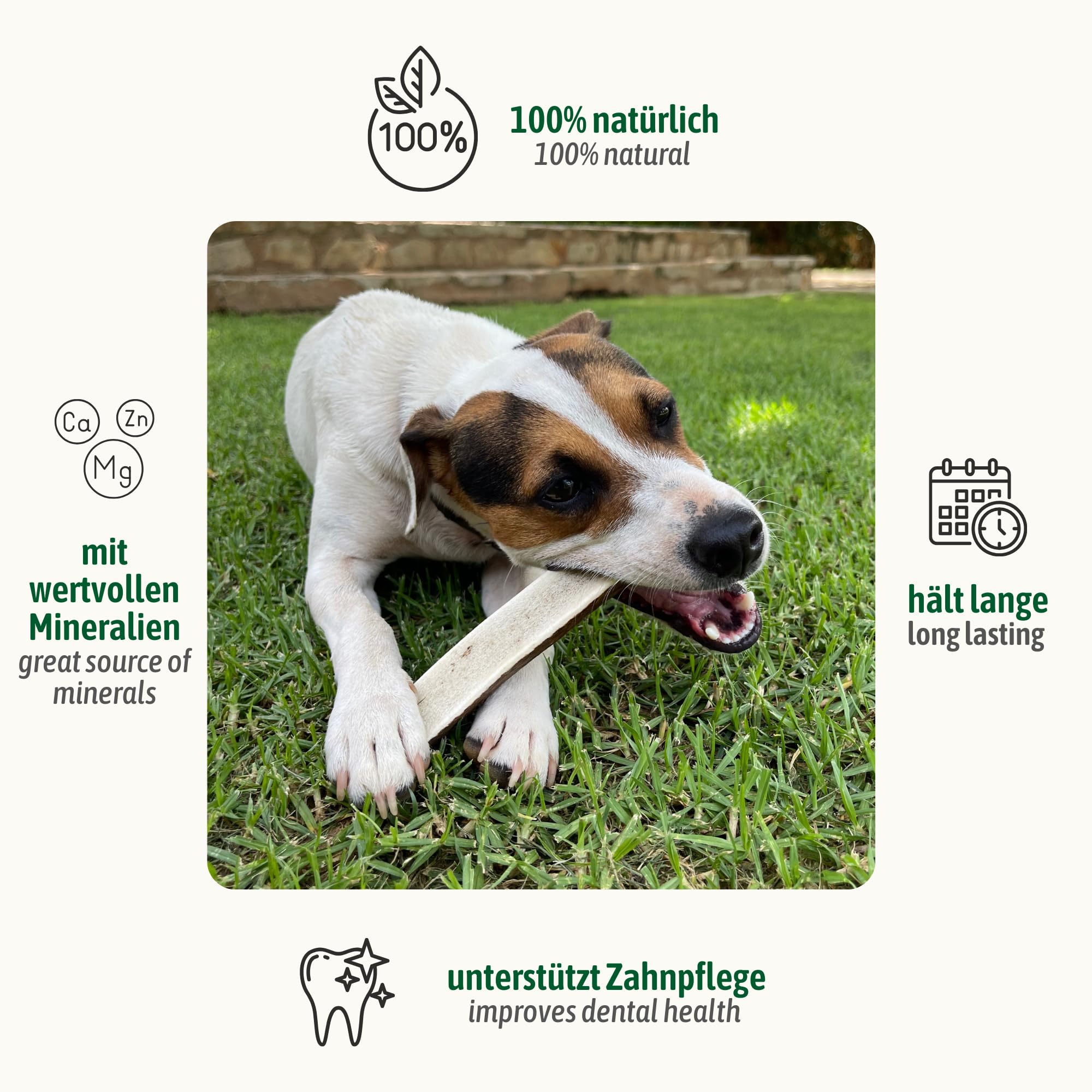 ChronoBalance® XXL (zestaw 5) może być stosowany do żucia psa, dimezzato di cerevo, naturalnego giocattolo do utwardzania zębów, w 100% stabilny, bardzo trwały środek chemiczny