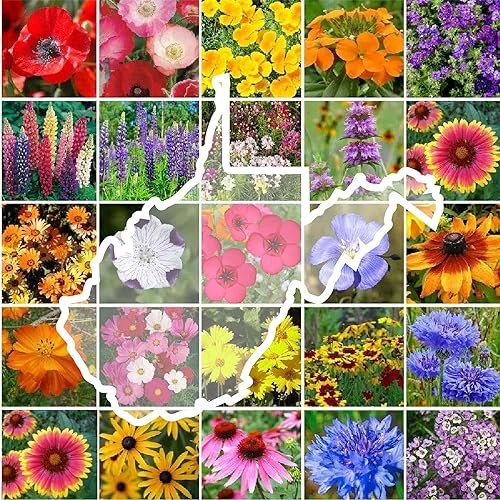 Eden Brothers West Virginia Wildflower Mixed Seeds for Planting, 1/4