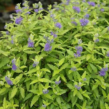 Hirt's Gardens Sunshine Blue II Bluebeard
