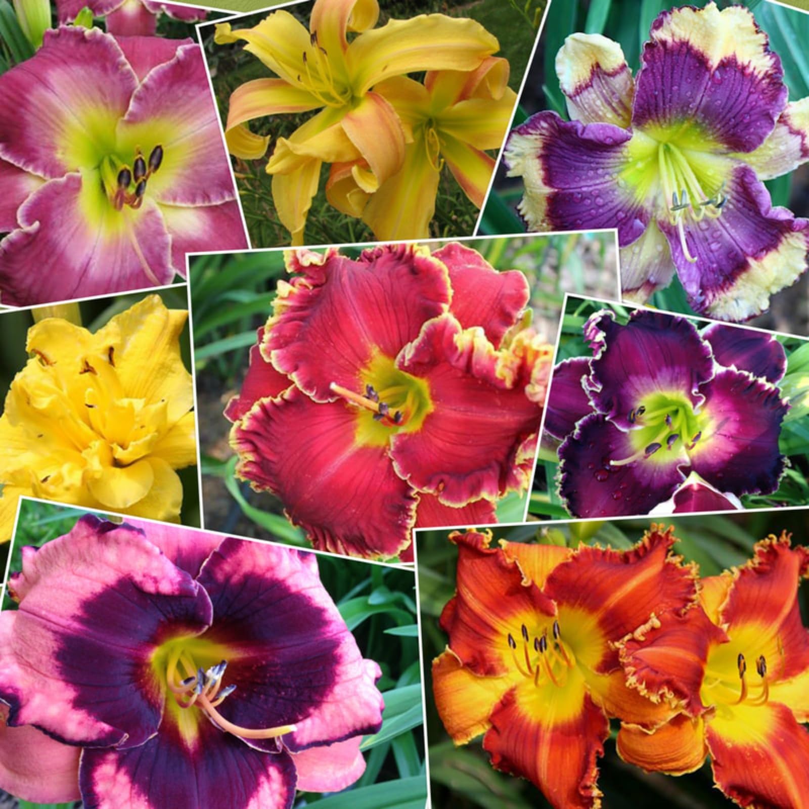 Daylily Rhizome.Strong Plants That Grow Well Mix Golden Jade Carving Feels Beautiful-10 Bulbs-A