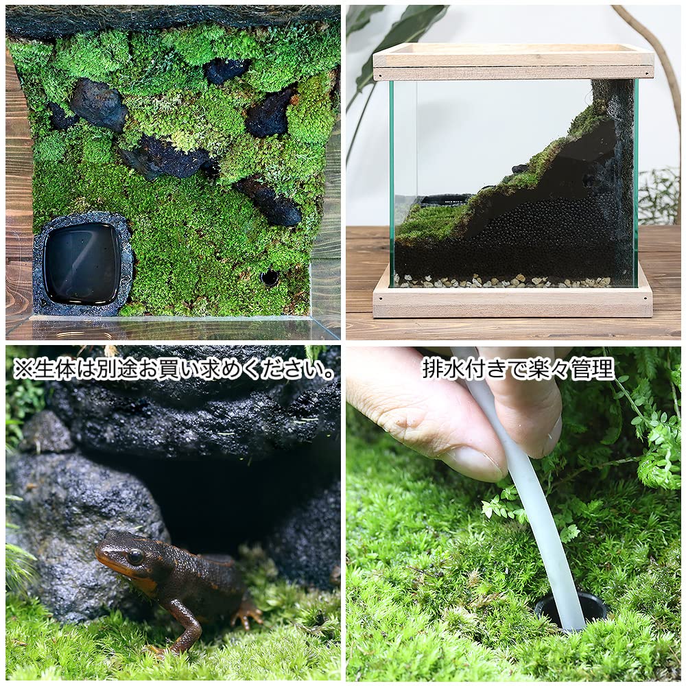 Amazon | イモリウム ～イモリの洞窟～ レイアウトセット お一人様2点  