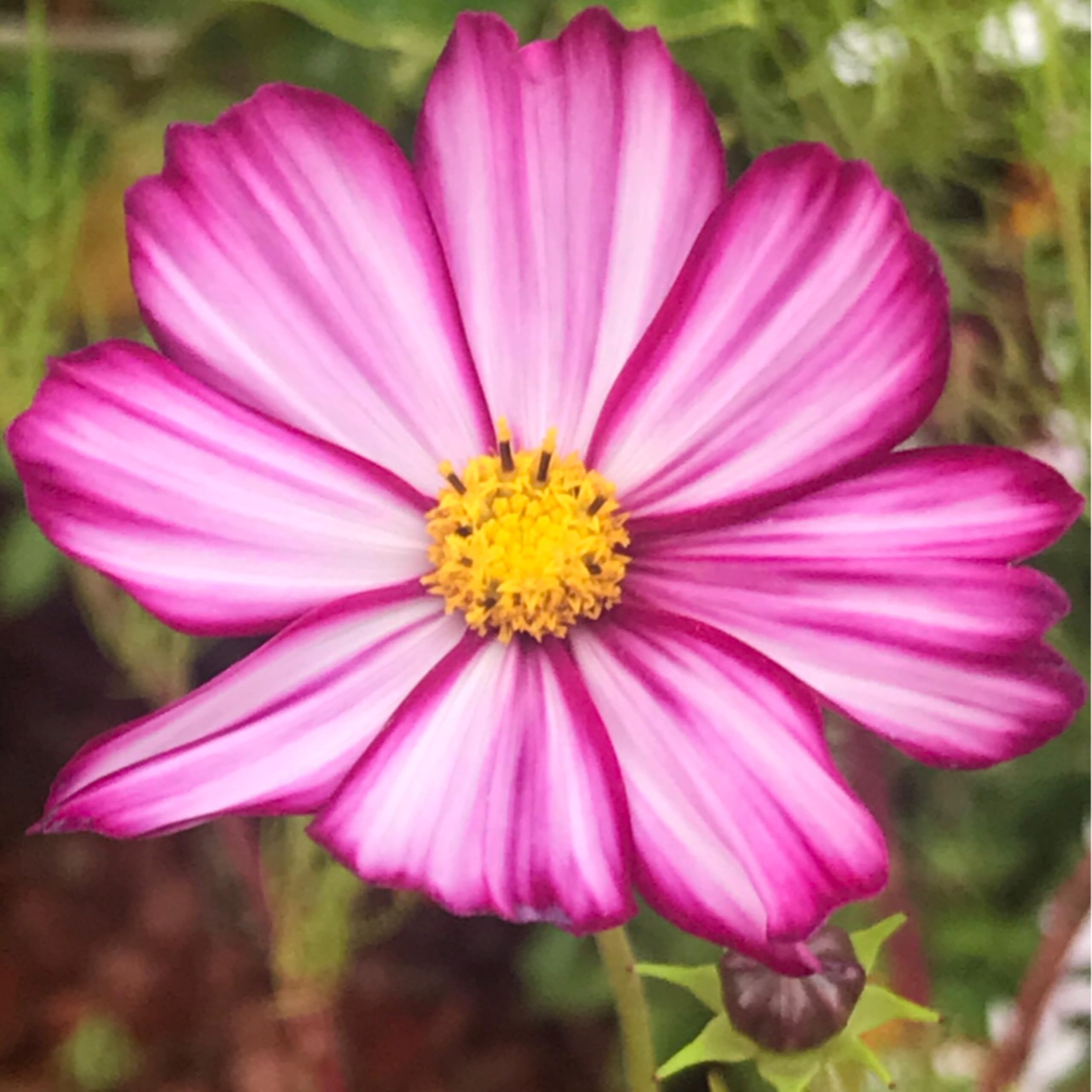 Flower Seeds - Cosmos - BIPINNATUS - Picotee - 500 Seeds