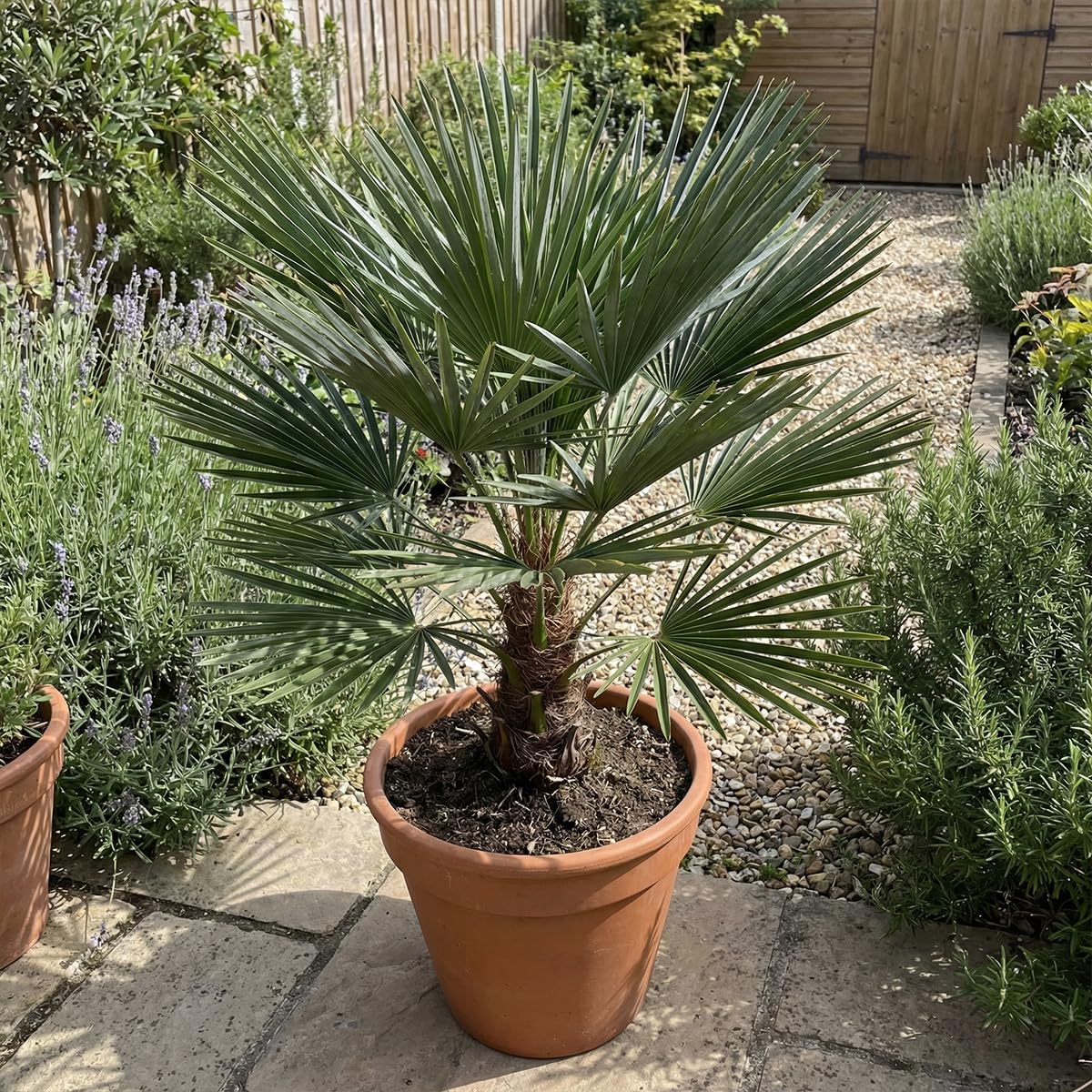 Bloomique - Chamaerops Humilis Vulcano - Palmier nain - Plante de Jardin - Rustique - Hauteur 50-70 cm - Pot 24 cm
