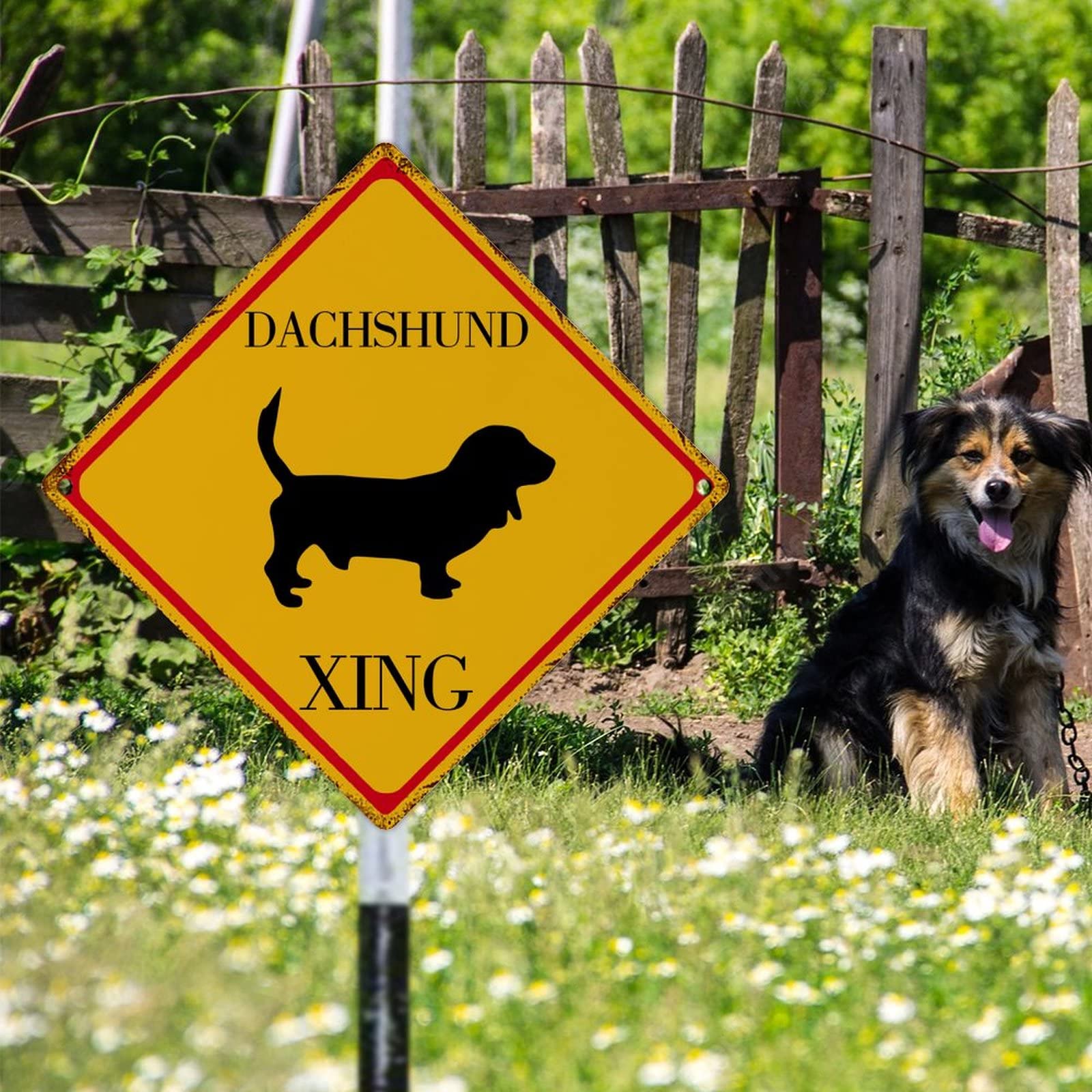 Cartel Decorativo De Metal Con Texto En Inglés "Caution Dachshund" Con Texto En Inglés "Dachshund Xing", Letrero De Advertencia De Precaución Para Colgar En La Calle O Al Aire Libre