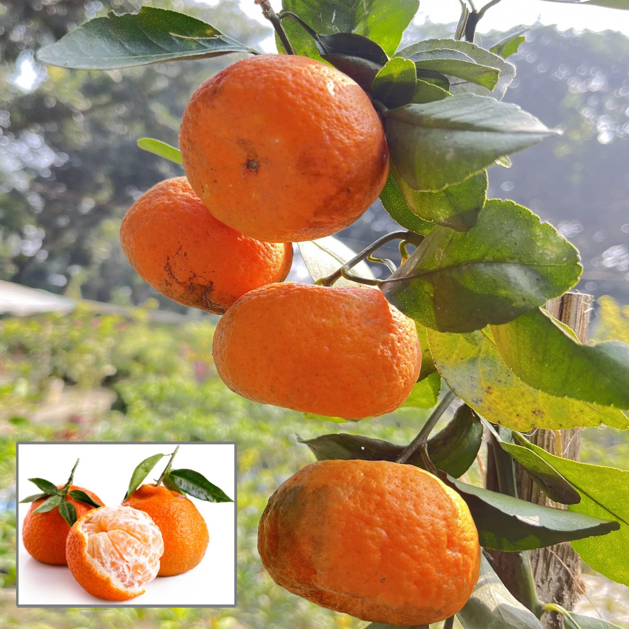 HAPING Darjeeling Orange Santra Grafted Fruit Live Plant (1.5-2 Feet Height)-image-4