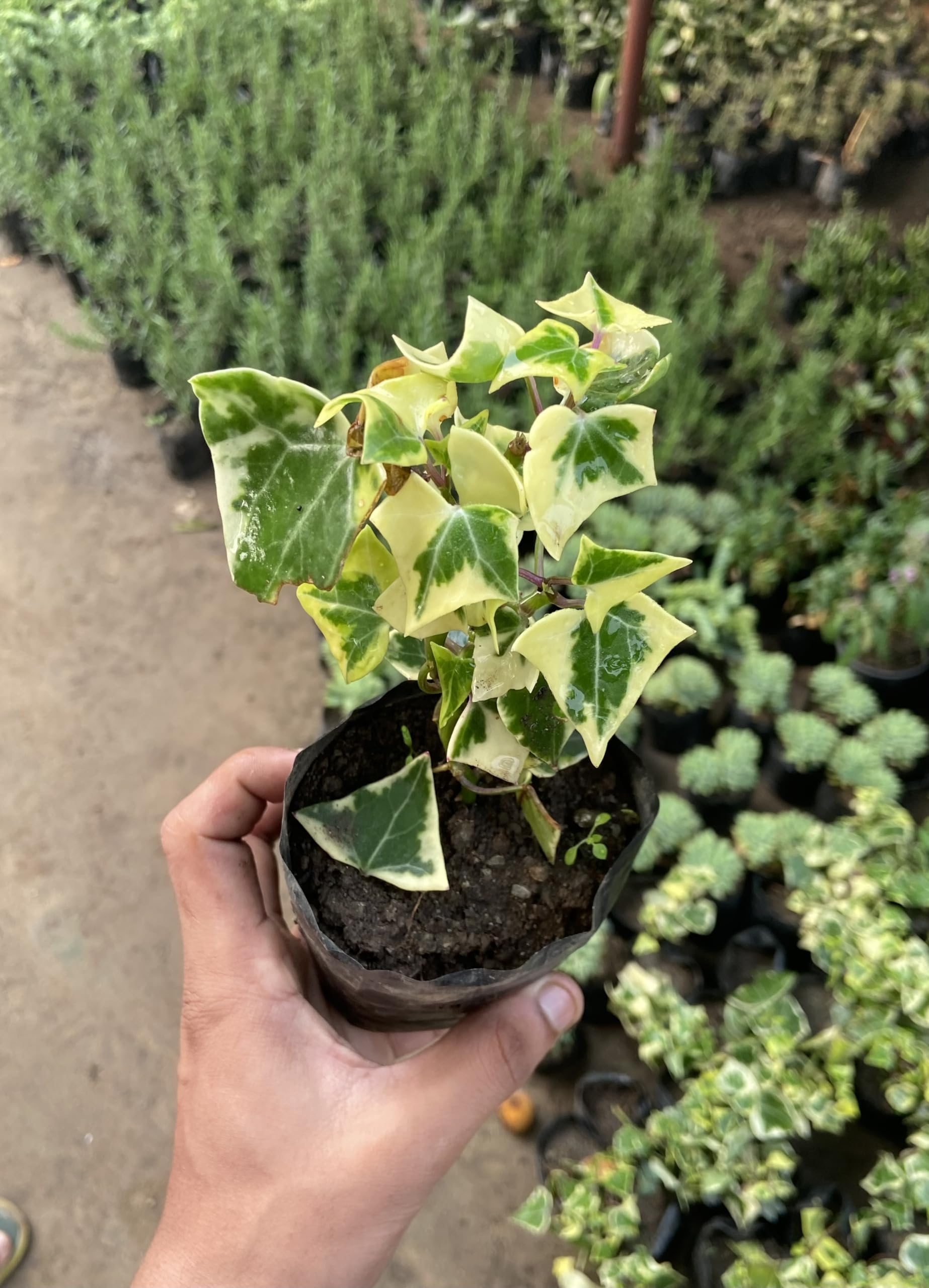 Live Variegated Hedera helix/English Ivy/Yellow Green Hedera Rare Evergreen Decorative Foliage House Plant With Mud Healthy 1 Plant (B0CP8GBF84) Amazon Price History, Amazon Price Tracker