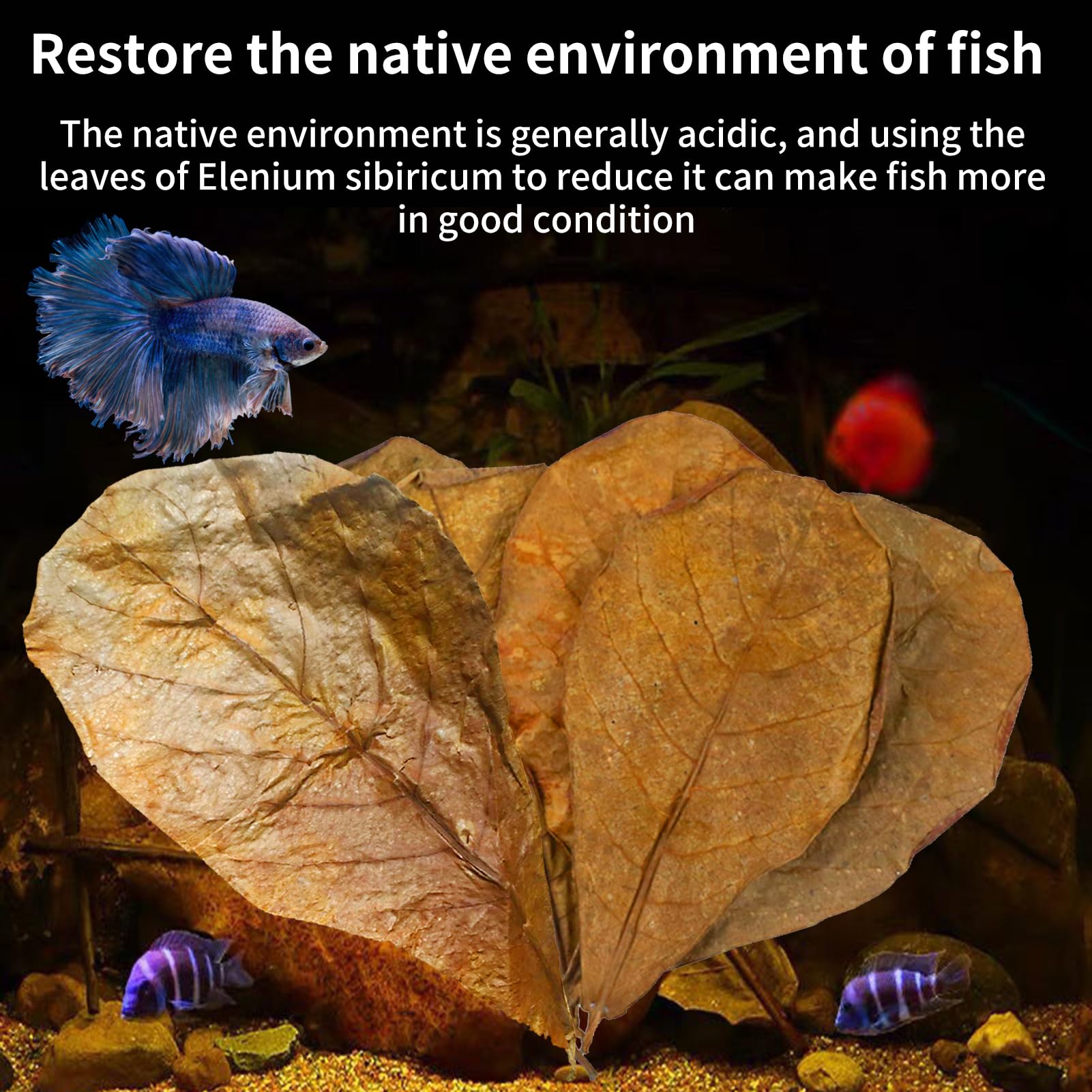 10 Pack Indian Almond Leaves for Betta Fish Tank Water Treatment Catappa Leaves Reduce Stress shrimp aquarium care Lower pH for Aquarium Fish Tank Use - Image 3