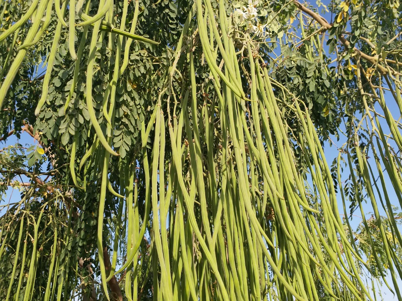 Nursery Live Rare Hybrid Drumstick Moringa " Bhagya " Exotic 20 Vegetable Seeds for Growing (B0BS3PXB9J) Amazon Price History, Amazon Price Tracker