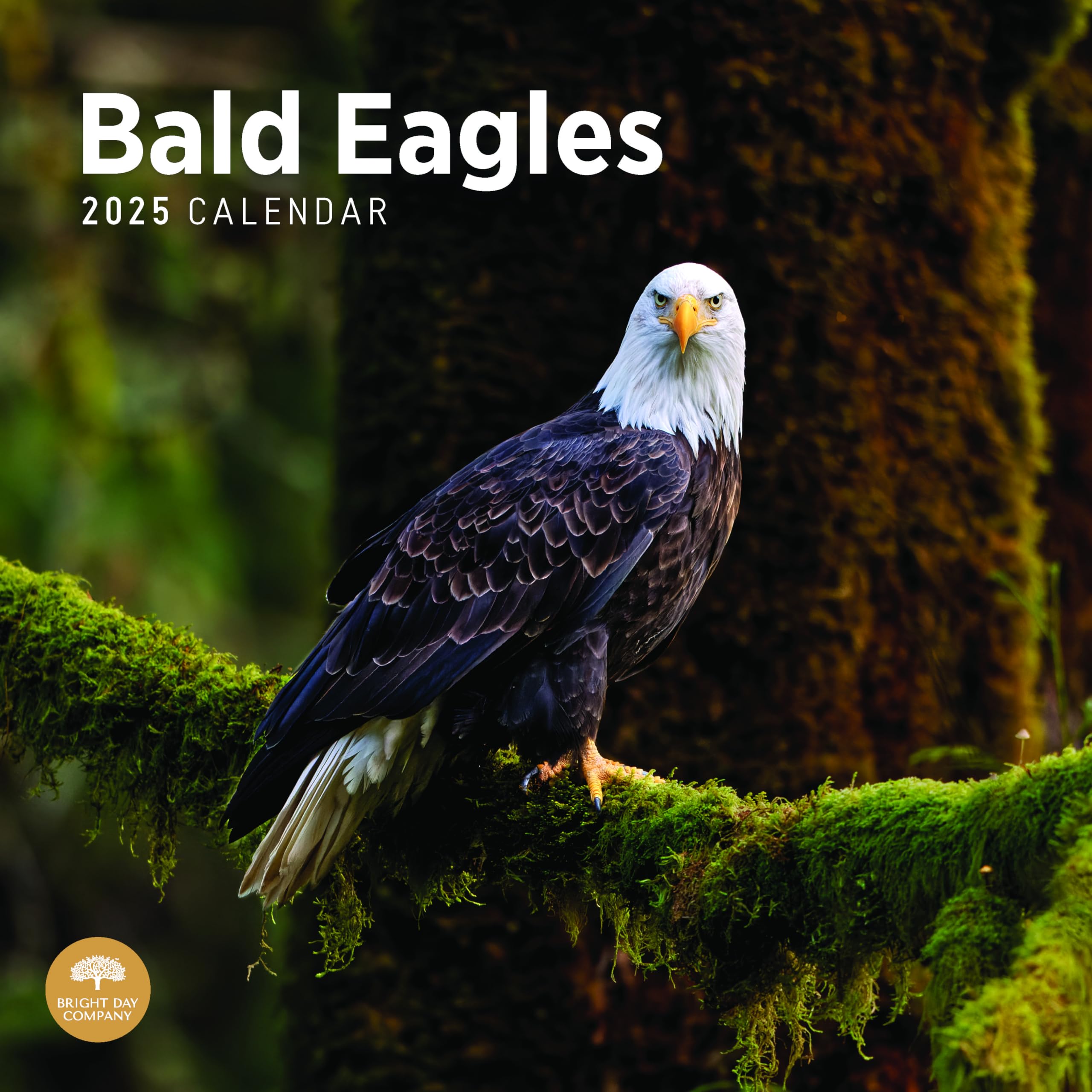 Bright Day Calendars2025 Bald Eagles Monthly Wall Calendar - America USA Cute Nature Photography Gift (12 x 12 Inch)