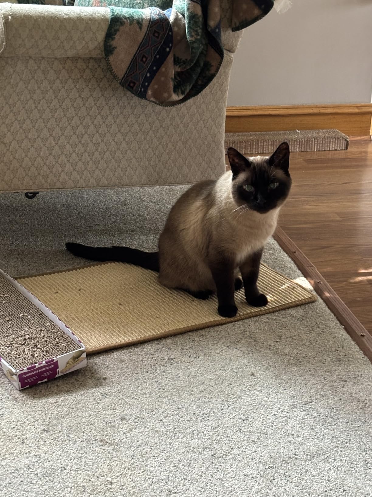 Cat scratching on a mat or scratch surface