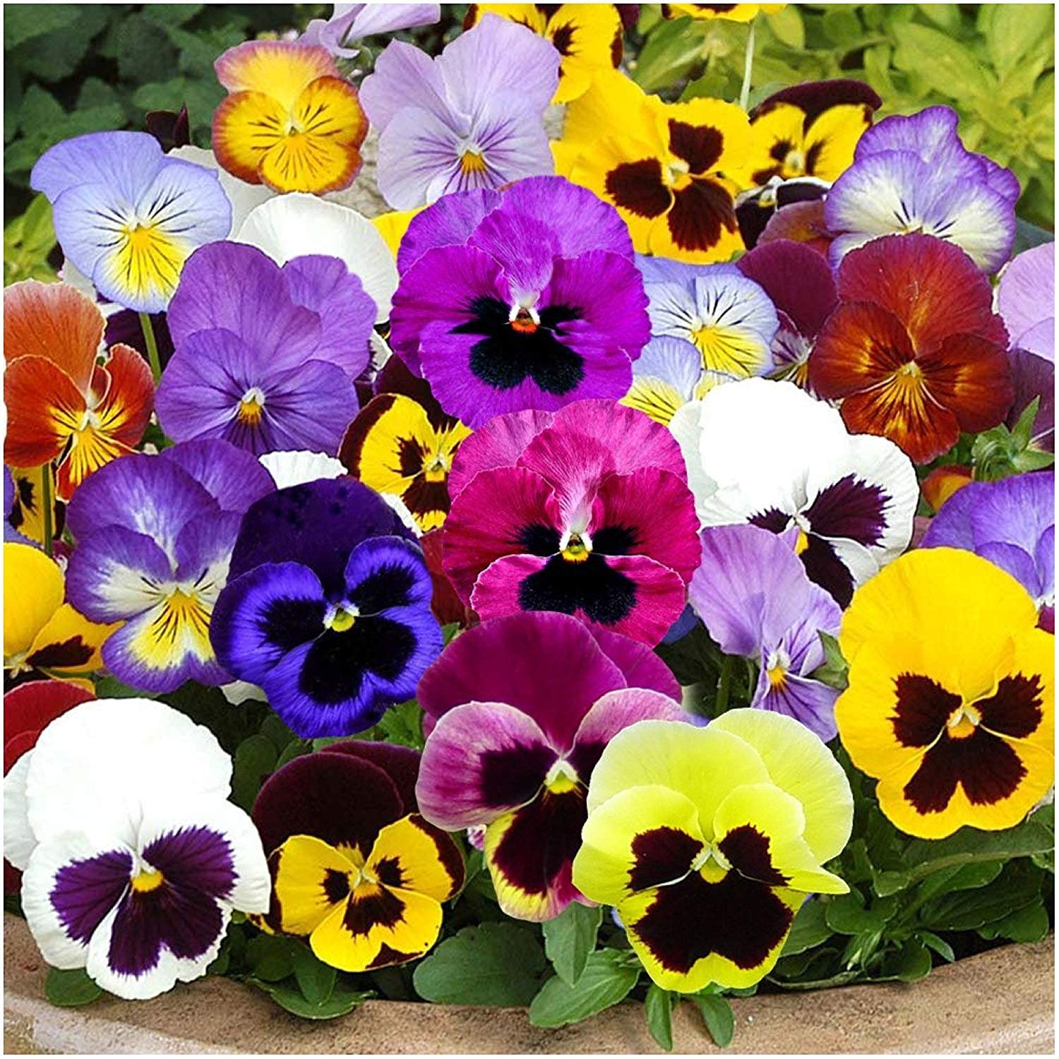 FLARE SEEDS Pansy Double Mixed Flower Seeds Pack of 298 Seeds (B09BM1XFJM) Amazon Price History, Amazon Price Tracker