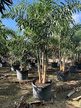 Darren Jeyms va Sara Jey qora tanli yigit bilan guruhli jinsiy aloqada bolishadi Koreys pornosini onlayn tomosha qiling