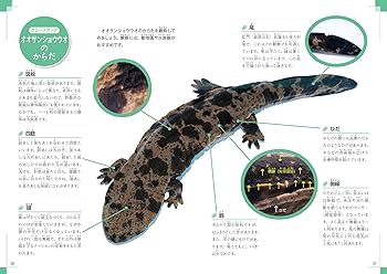 節足動物ビジュアルガイド　タランチュラ&サソリ　希少本 節足動物ビジュアルガイド タランチュラ&サソリ 希少本