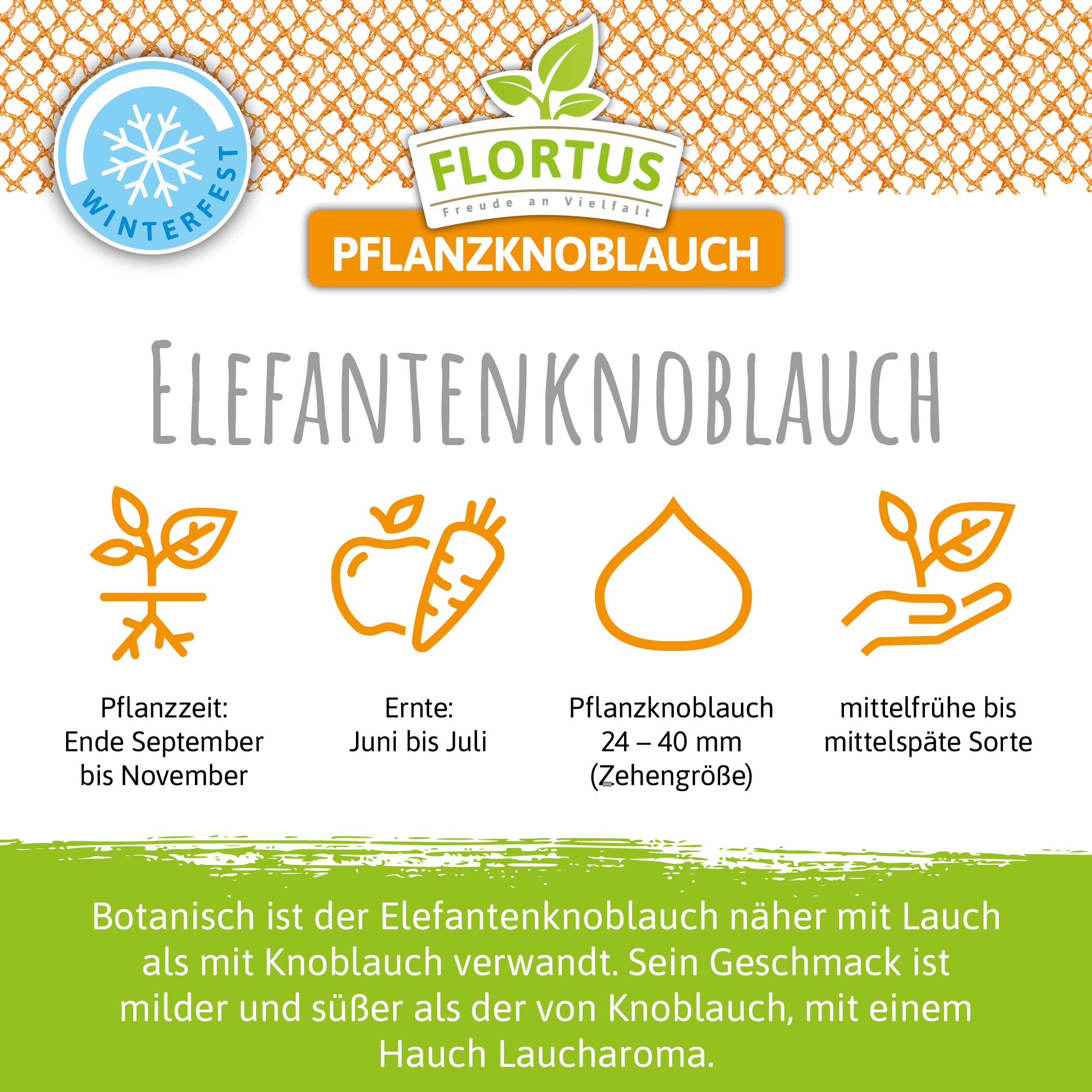 FLORTUS – Winterpflanzknoblauch Elefantenknoblauch 20 Zehen zertifiziertes Pflanzgut, keine Samen – Zehengröße 24-40 mm – winterhart, sehr große Steckzehen mit mildem Geschmack