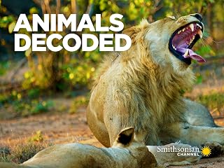 Animals Decoded