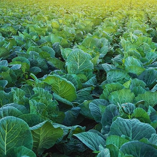 Miniatura 3 de Morris Heading Collard Green Seeds, 100 unidades COOL BEANS N SPROUTS Brand. Sin OGM. Jardinería doméstica.