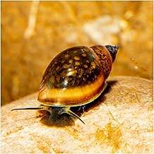 10 x Bubble Snail Physa Heavy Duty Undemanding Aquarium Snail