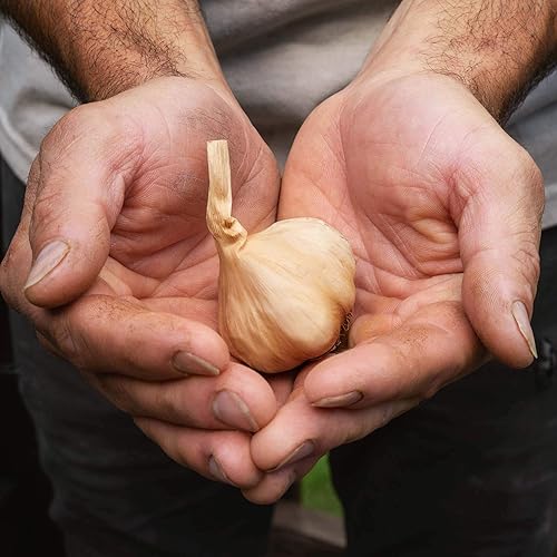 Miniatura 5 de Ajo negro entero, 1.5 libras