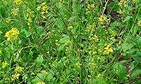 Vista 2 de Seeds Black Mustard Heirloom Vegetable for Planting Non GMO 500 Seeds