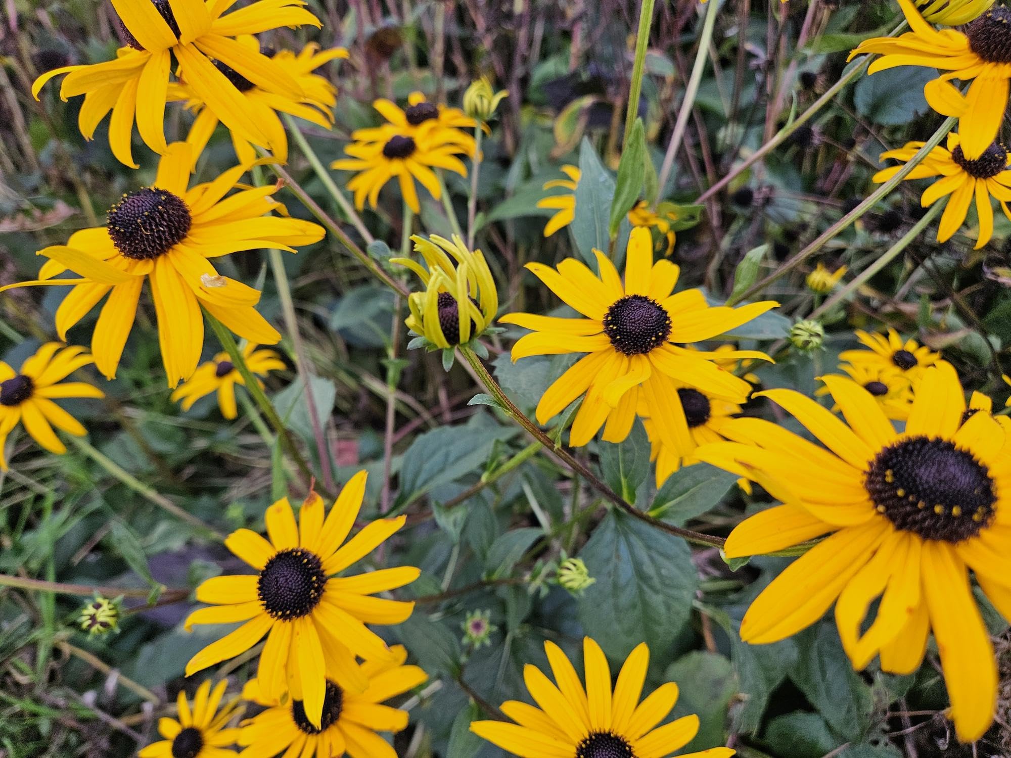 Rudbeckia Goldsturm Perenni, da Giardino, Giallo Oro, Set 12, Vaso Ø 9 cm