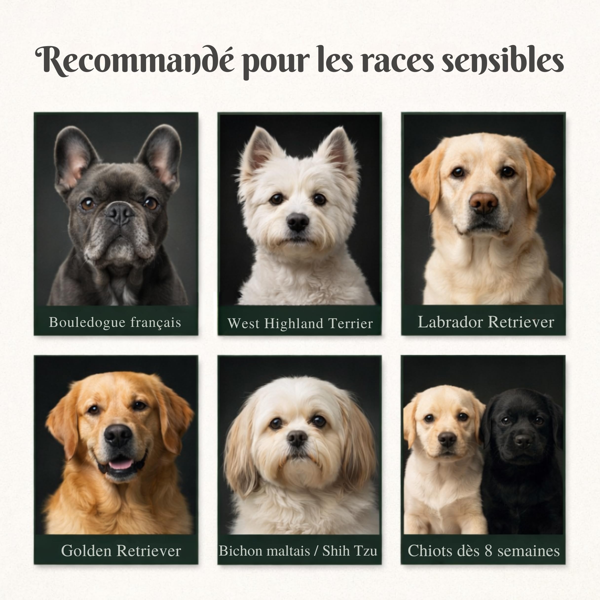 Pack économique 3×250 ml – Shampooing chien EXTRA SENSIBLE – pH doux, formule vegan, sans parfum, nettoyage doux avec extraits végétaux (tilleul, bouleau, alchémille) – pour chiens sensibles & chiots