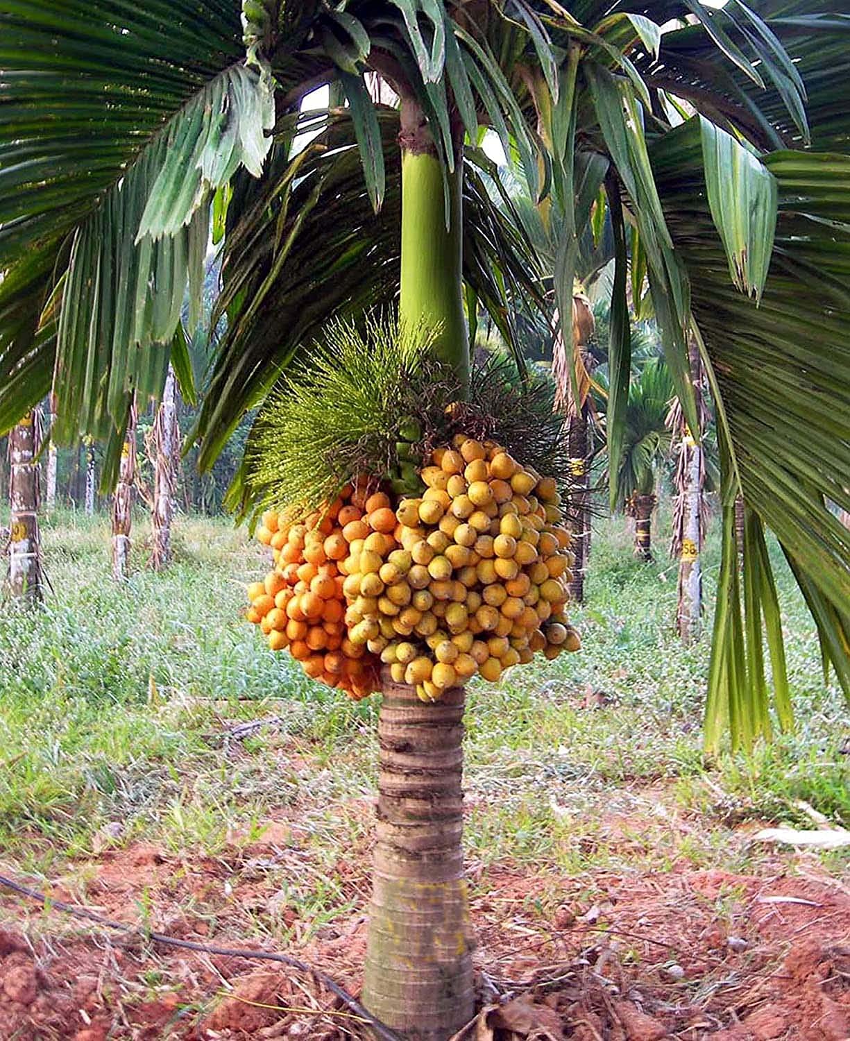 See full amazon price history chart for ANU Live Plant Hybrid Dwarf Arecanut Betel plant Betel Nut Plant- 2 feet height ANU Live Plant Hybrid Dwarf Arecanut Betel plant Betel Nut Plant- 2 feet height (B097ZKRWW8) Amazon Price History, Amazon Price Tracker