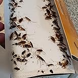 Sebastián reseña
