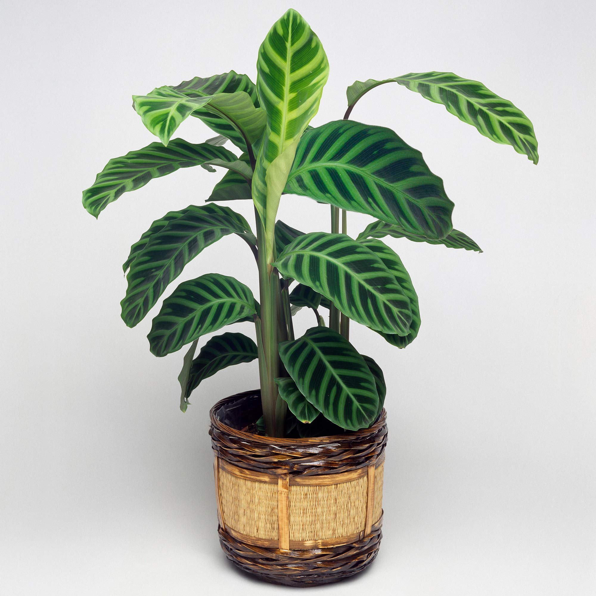 1 x Korbmarante mit Zebra-Muster | Premium Calathea Zebrina | Immergrne  Zimmerpflanze zu Kaufen : Amazon.de: Garten
