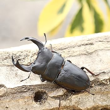 Amazon | 【BIG HORN】国産 オオクワガタ 成虫ペア オス70UP